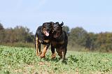 BEAUCERON 537